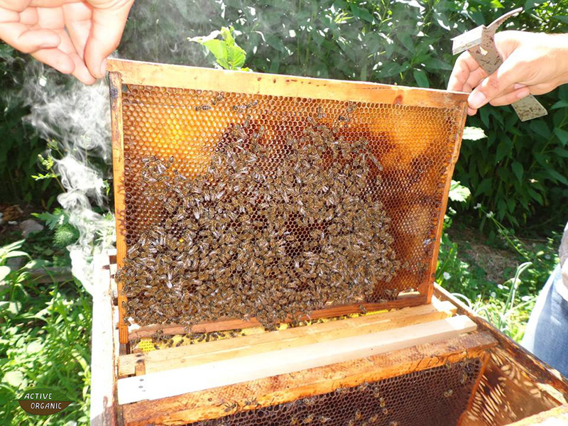 ActiveOrganic Cahul Rosu bees