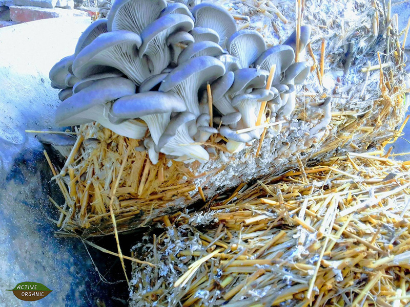 ActiveOrganic Riscova mushrooms