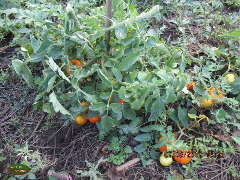 ActiveOrganic Riscova tomatoes