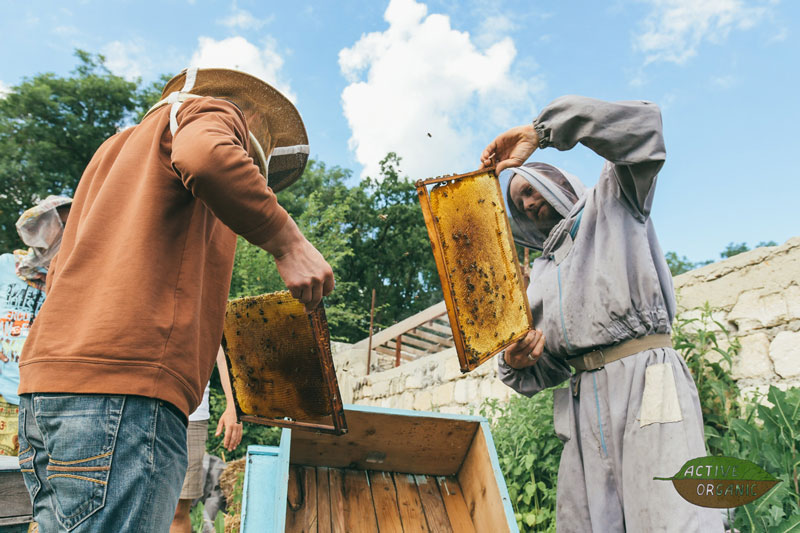 Eco Training Center ActiveOrganic beekeeping