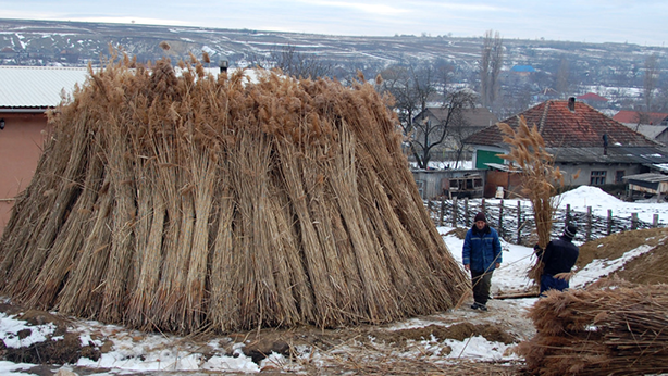 Eco Training Center reed harvesting 2