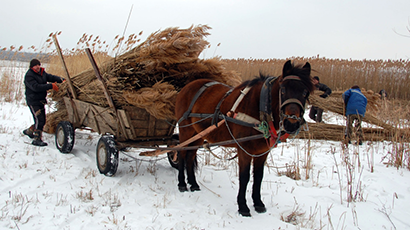 Eco Training Center reed harvesting 3